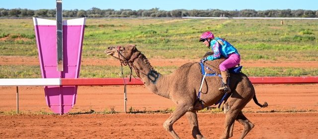 Camel racing in Jundah. A rider in blue and pink silks sits atop of a camel on an orange racetrack marking the start of the Outback Camel Trail
