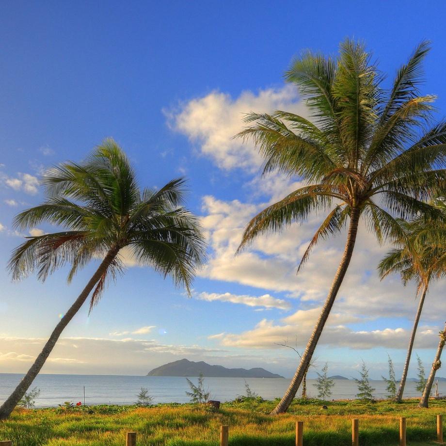 Coconut trees stand prominent at mission beach with dunk island in the background